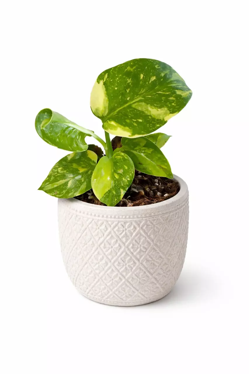 2” Monstera Electrolyte (Plug) thumbnail