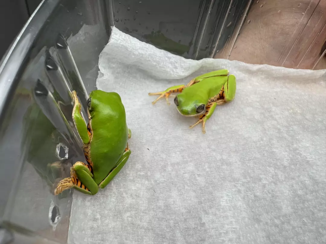 2 Pack Tiger Leg Monkey Tree Frog thumbnail