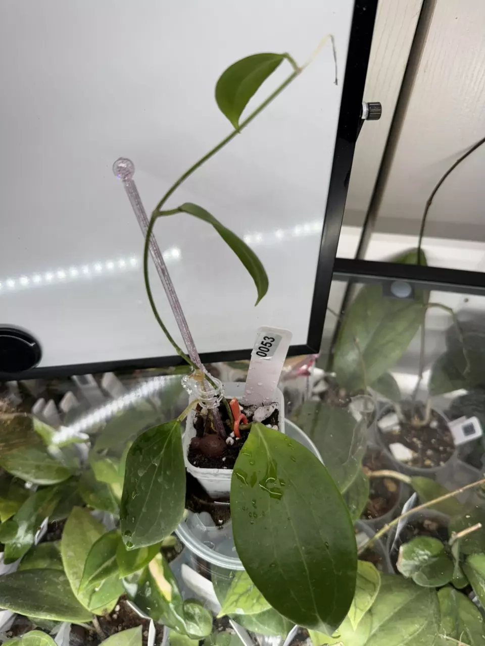 0053 Hoya nicholsoniae thumbnail