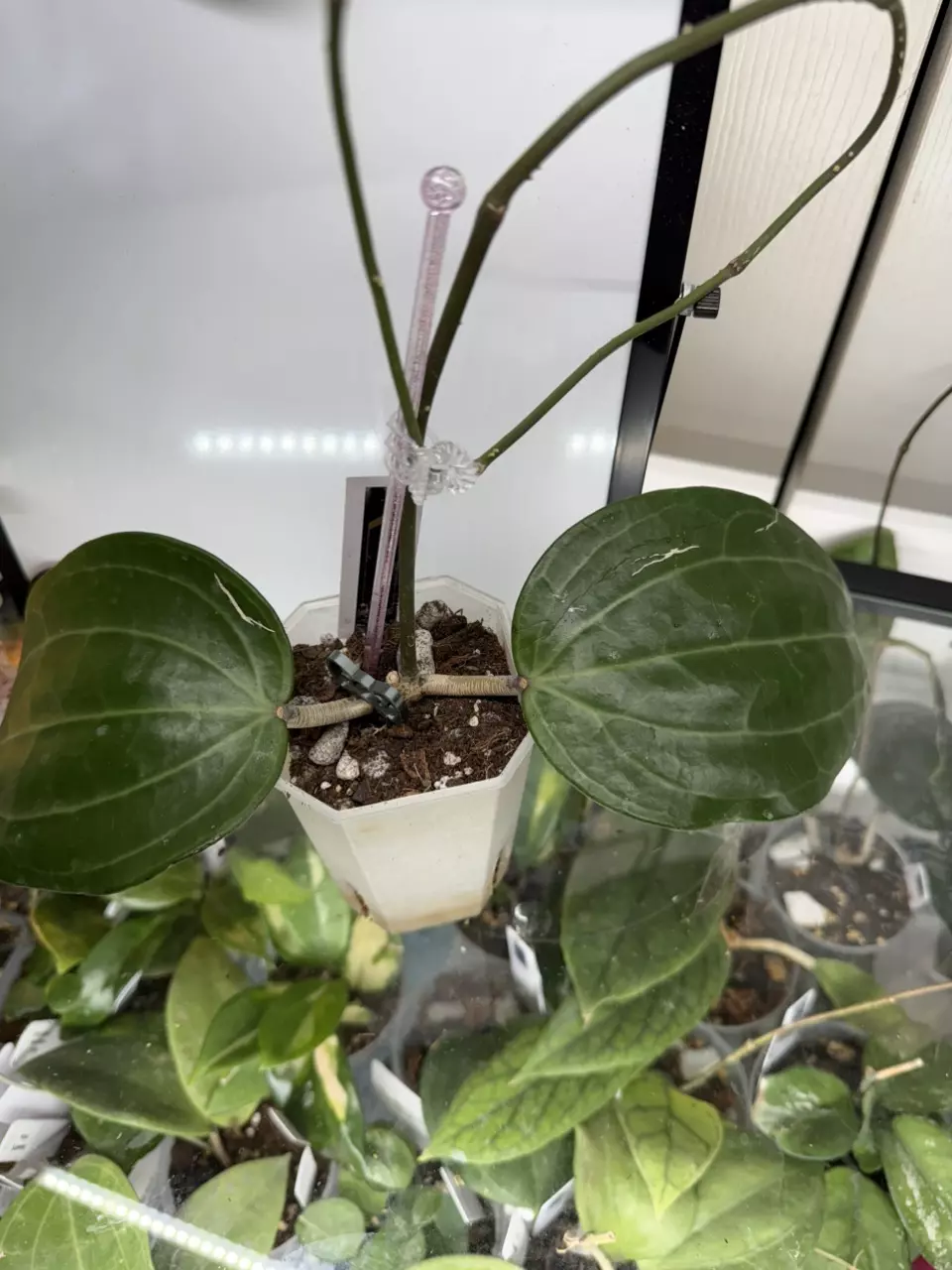 0159 Hoya Sarawak thumbnail