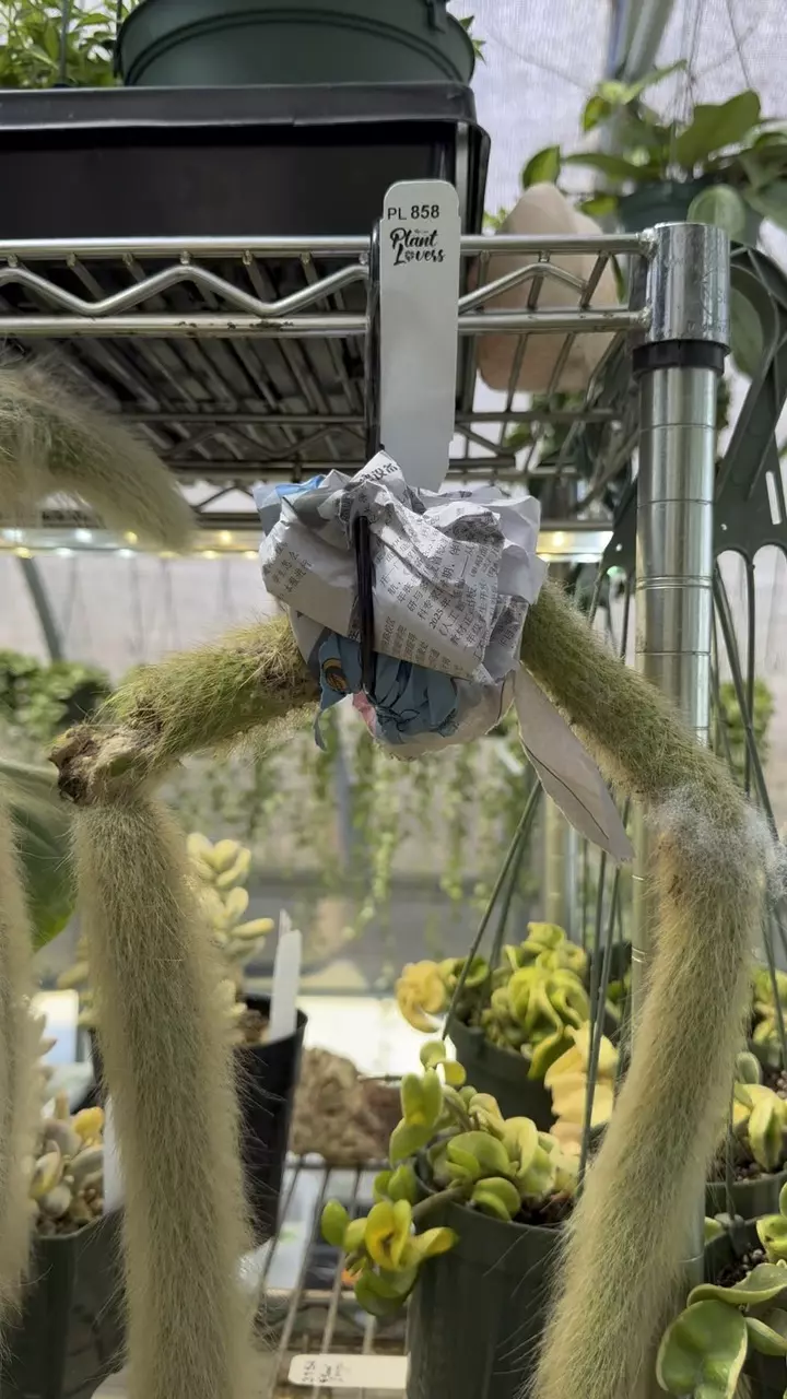 858: XL Monkey Tails (2) some imperfections thumbnail