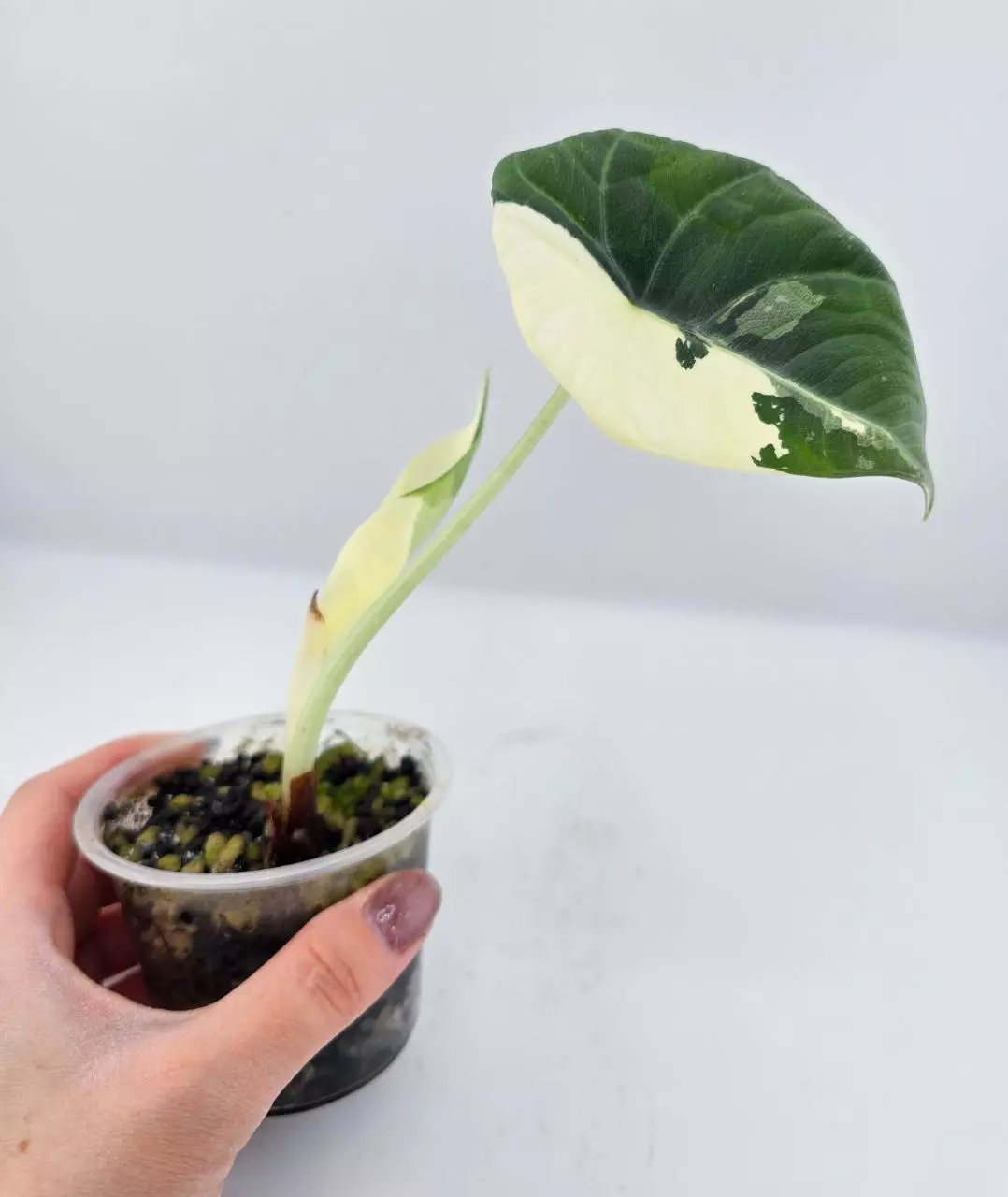 Maharani albo thumbnail