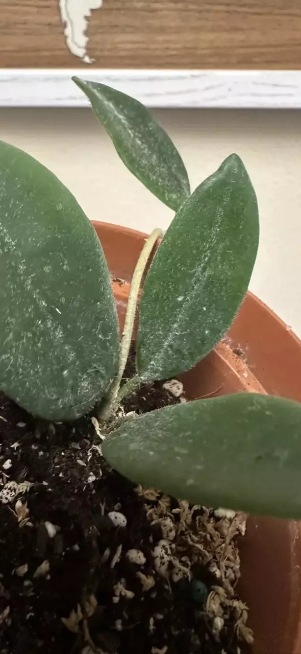 Hoya thomsonii pink thumbnail