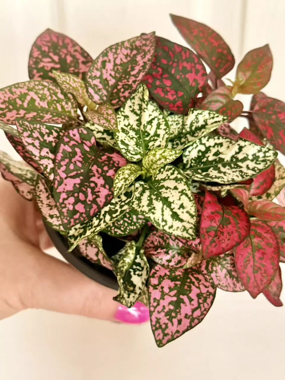 Mixed color polka dot thumbnail