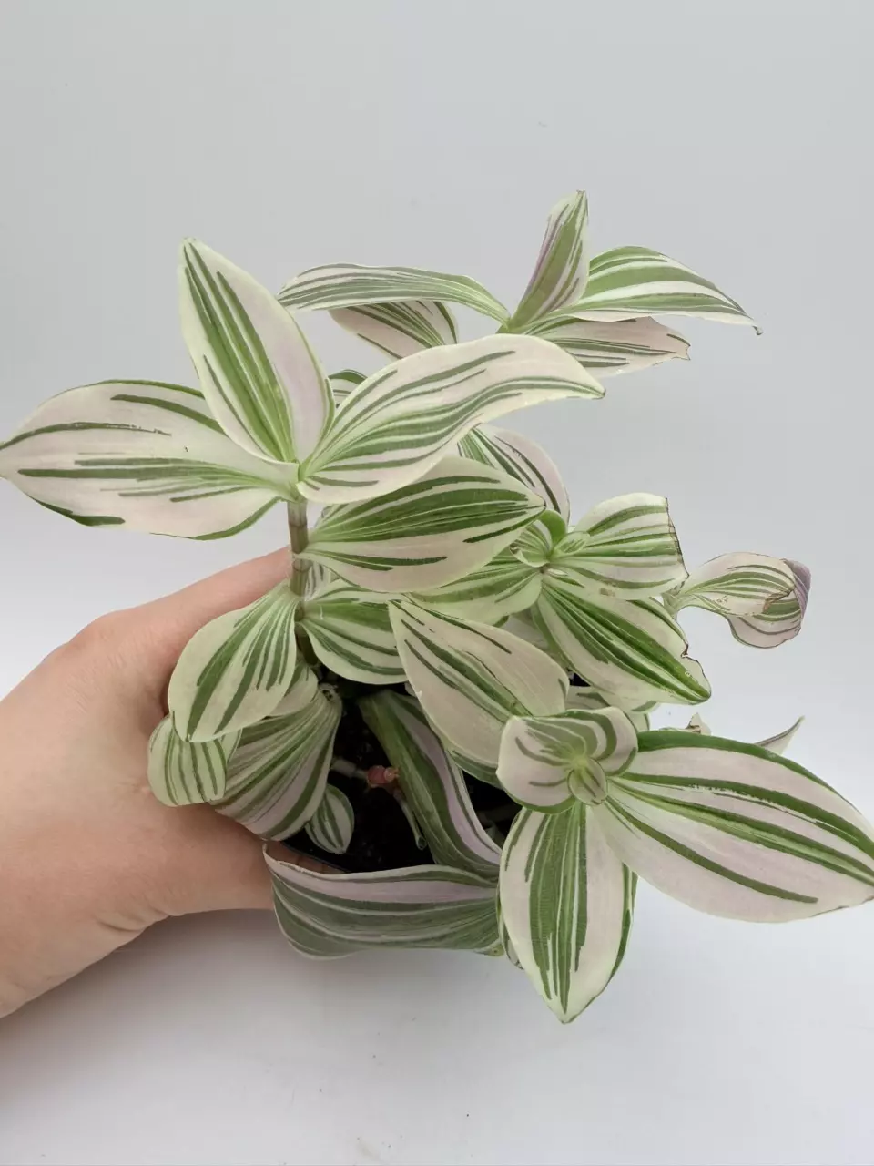 Tradescantia Unicorn (Commelinaceae) thumbnail