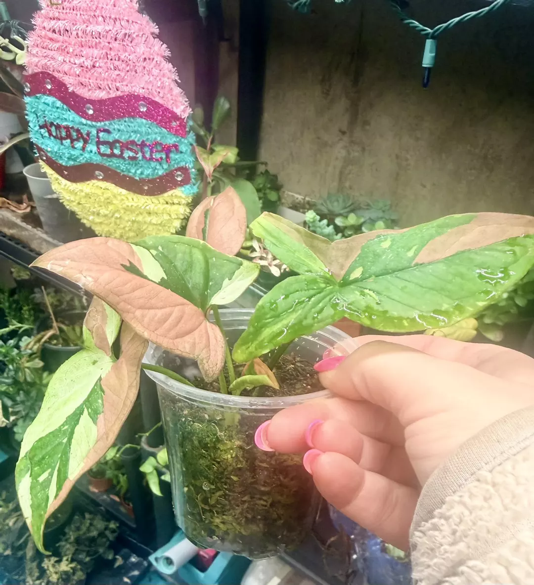 Syngonium tricolor red spot thumbnail