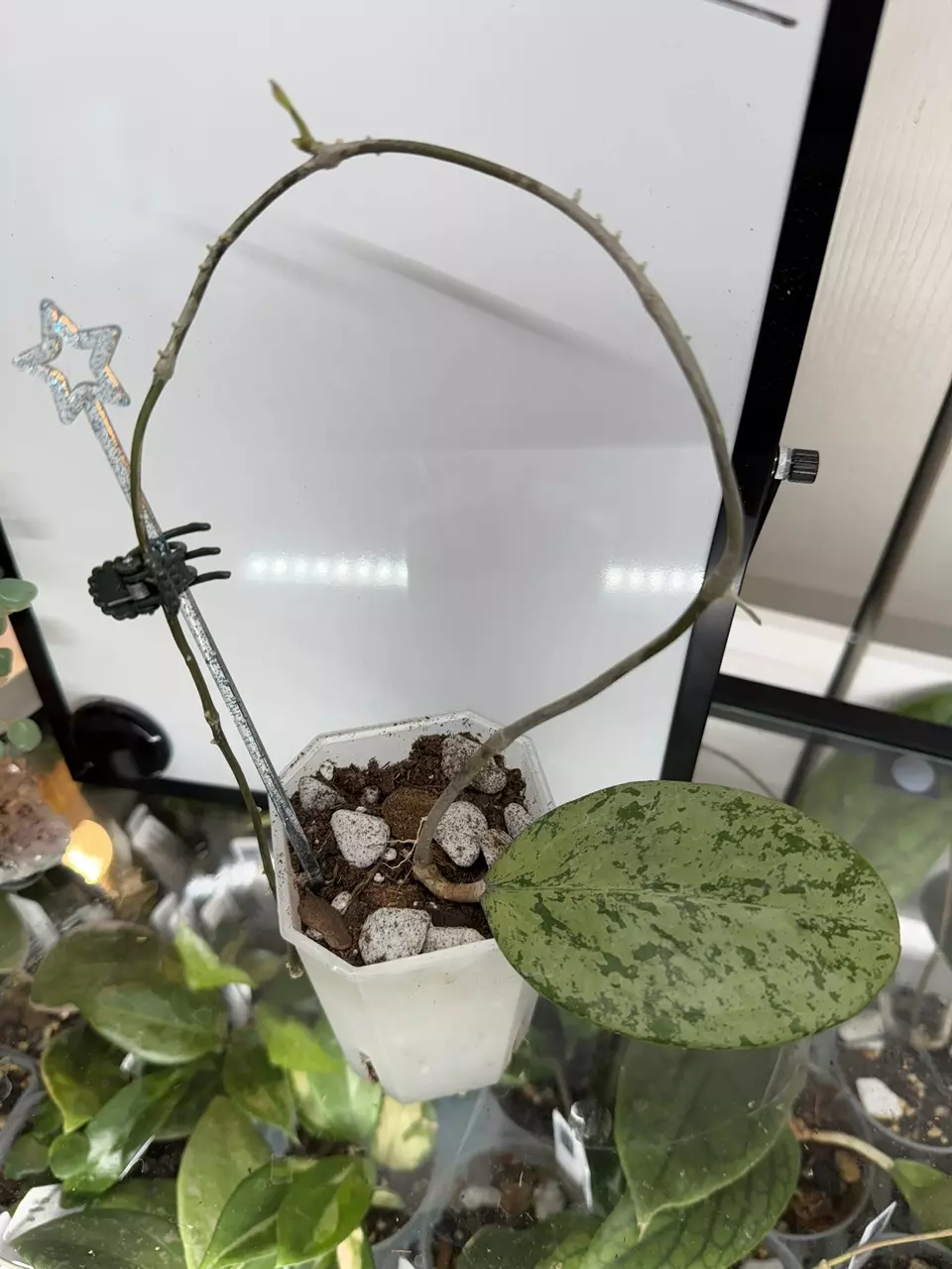 0160 Hoya Michelle thumbnail