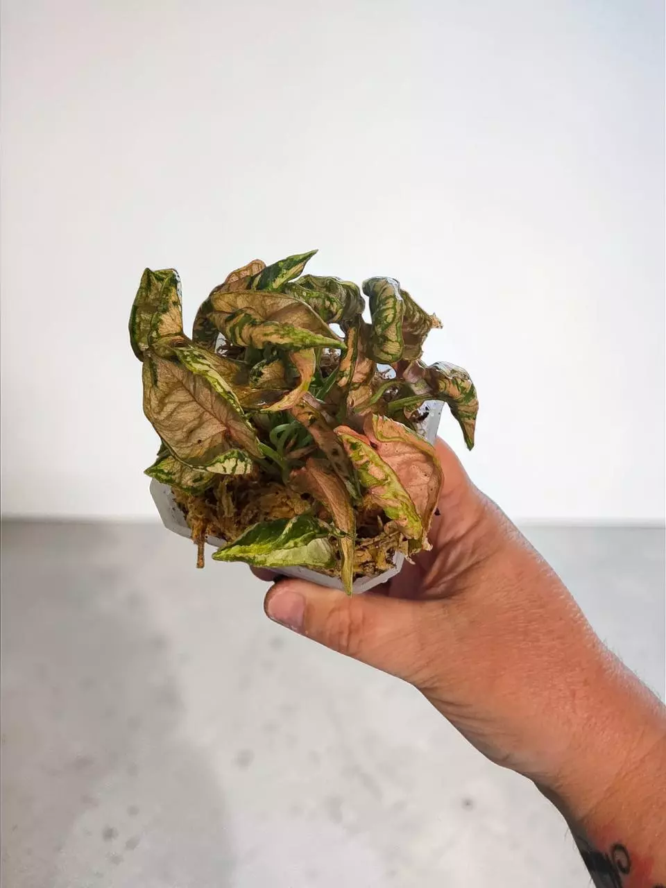 Syngonium Pink Chameleon thumbnail