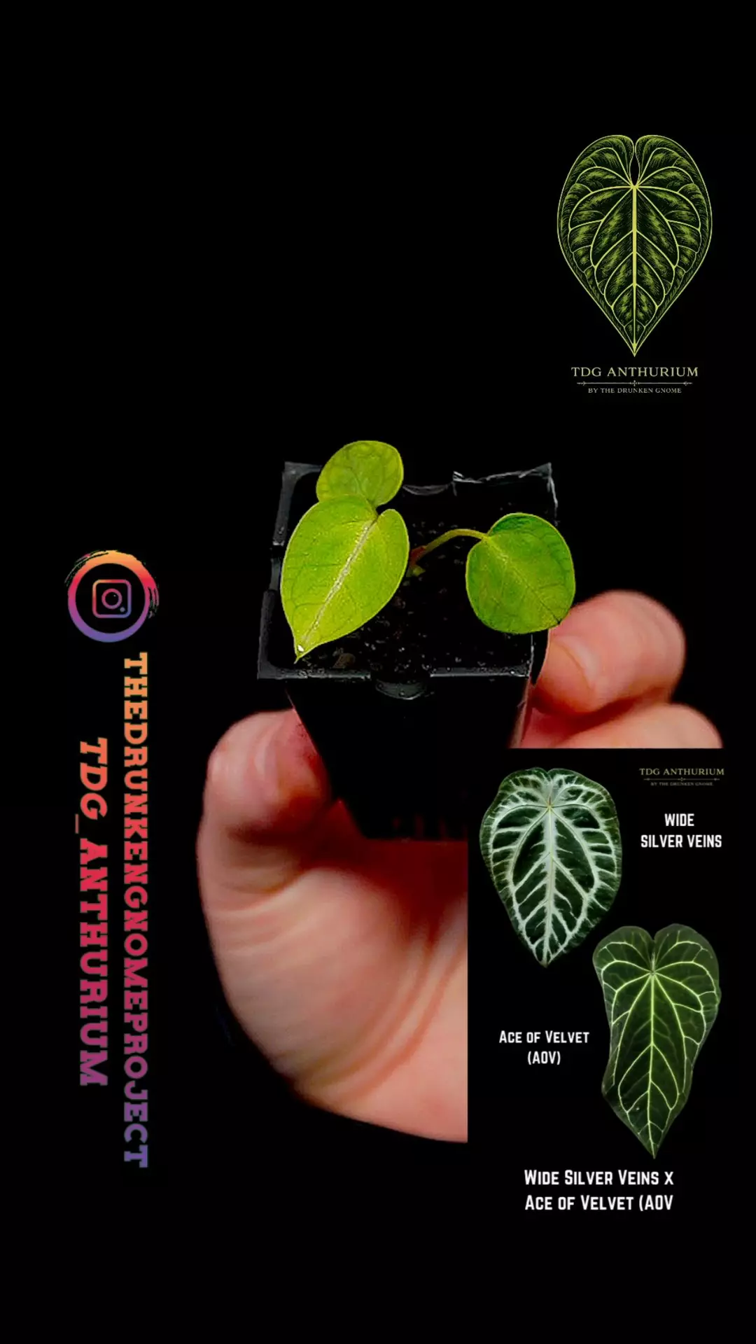 A566 GC Wide Silver Vein Crystal x Ace of Velvet Seedling Anthurium thumbnail