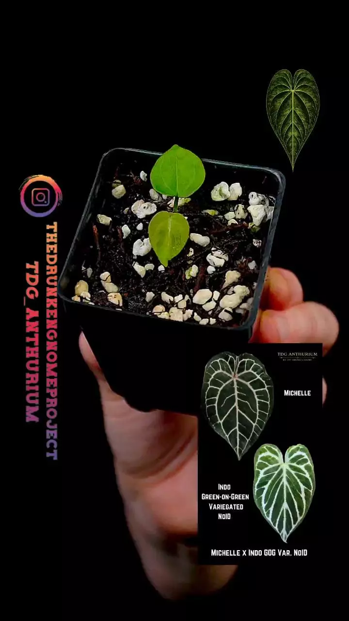 A616 Growers Choice Michelle x Green-on-Green Variegated NoID Anthurium thumbnail