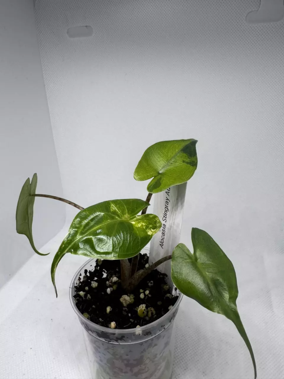 Alocasia Stingray Aurea thumbnail