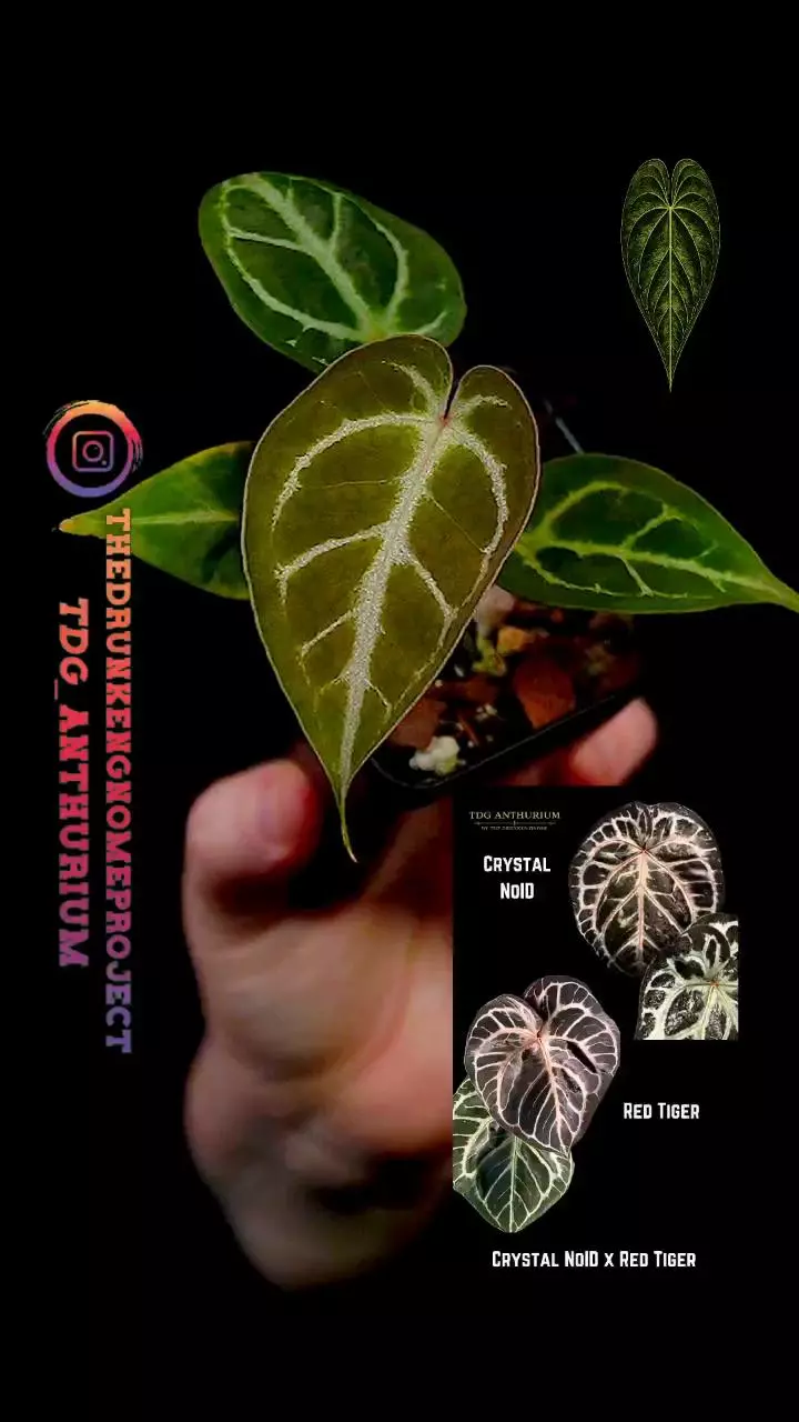A636 (Crystal NoID x Red Tiger) Anthurium thumbnail