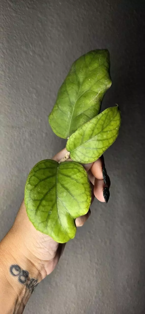 Hoya Patcharawalai 029 thumbnail