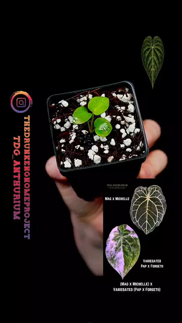 A614 GC (Mag x Michelle) x Variegated (Pap x Forgetii) Anthurium thumbnail