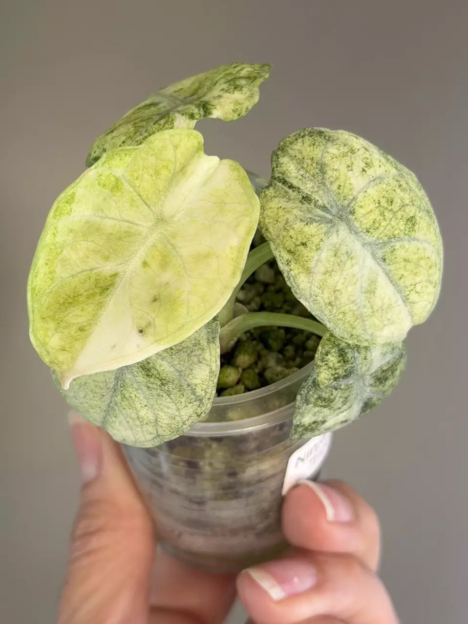 394 Alocasia Ninja Tricokor (Splash) thumbnail