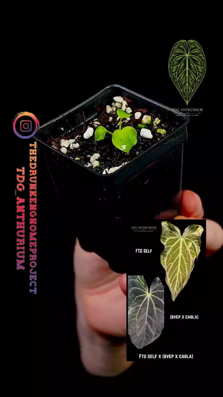 A618 GC FTG Self x (BVEP x Carla) Anthurium thumbnail
