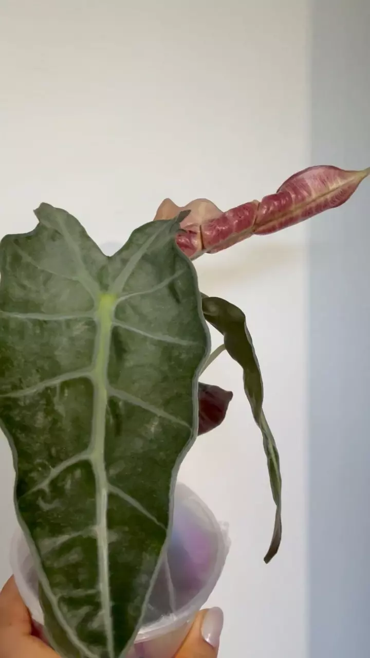 Pink Polly Ghost  CORM thumbnail