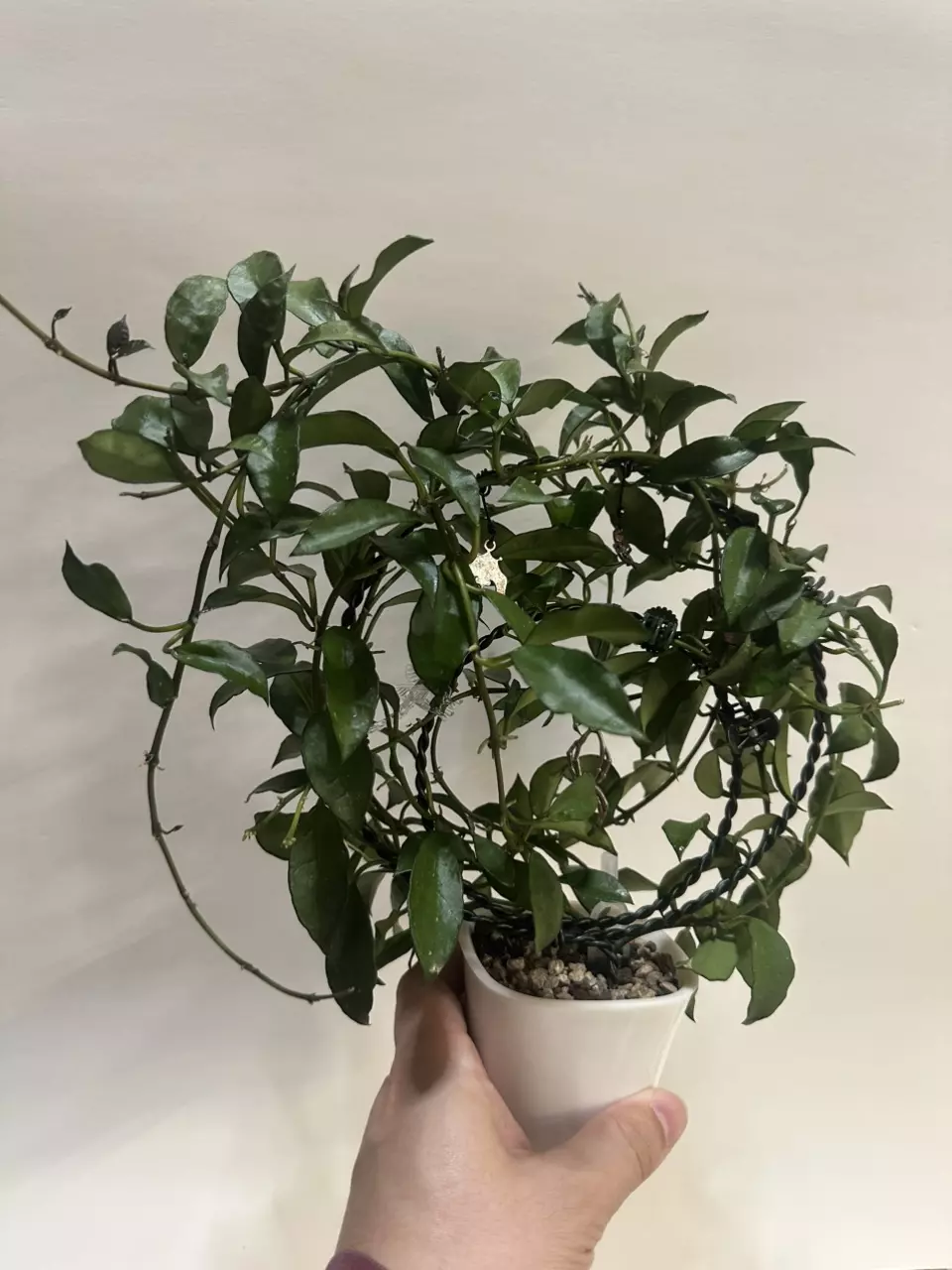 Hoya Lacunosa Papua (Mother Plant) thumbnail