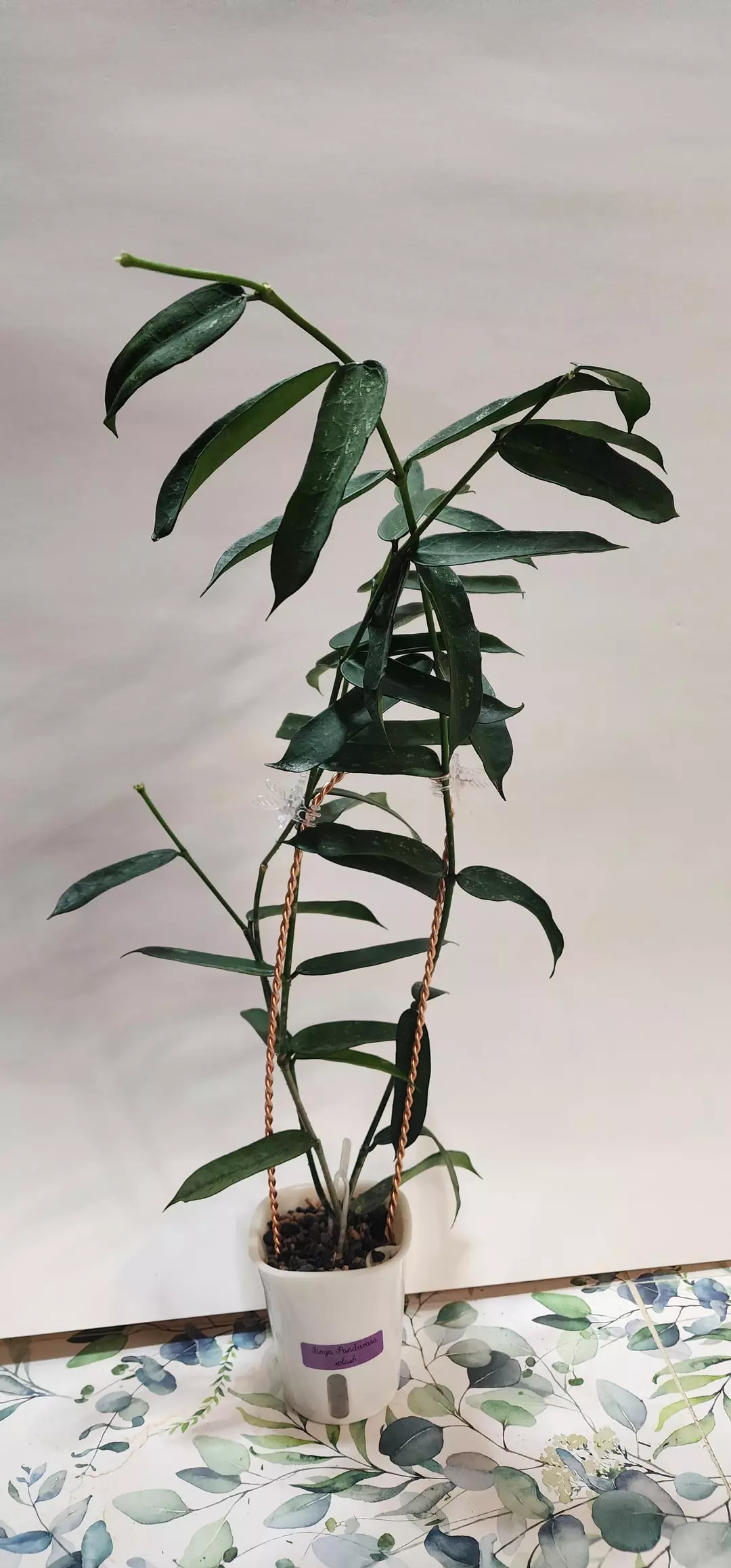 Hoya Pandurata Splash (Mother Plant) thumbnail