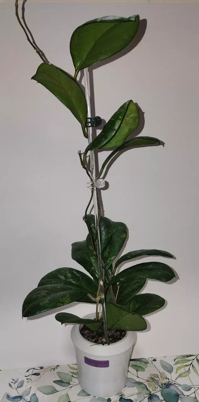 Hoya Patcharawalai Ice (Mother Plant) thumbnail