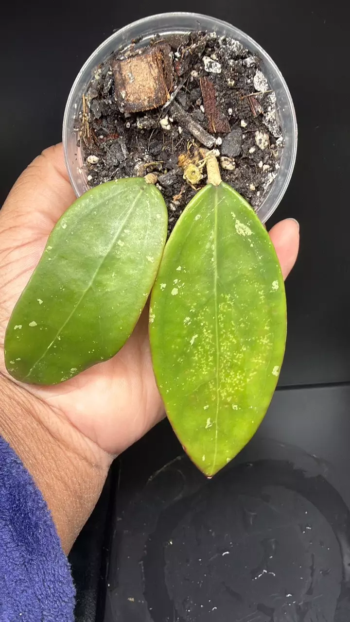 Hoya EPC 301 thumbnail