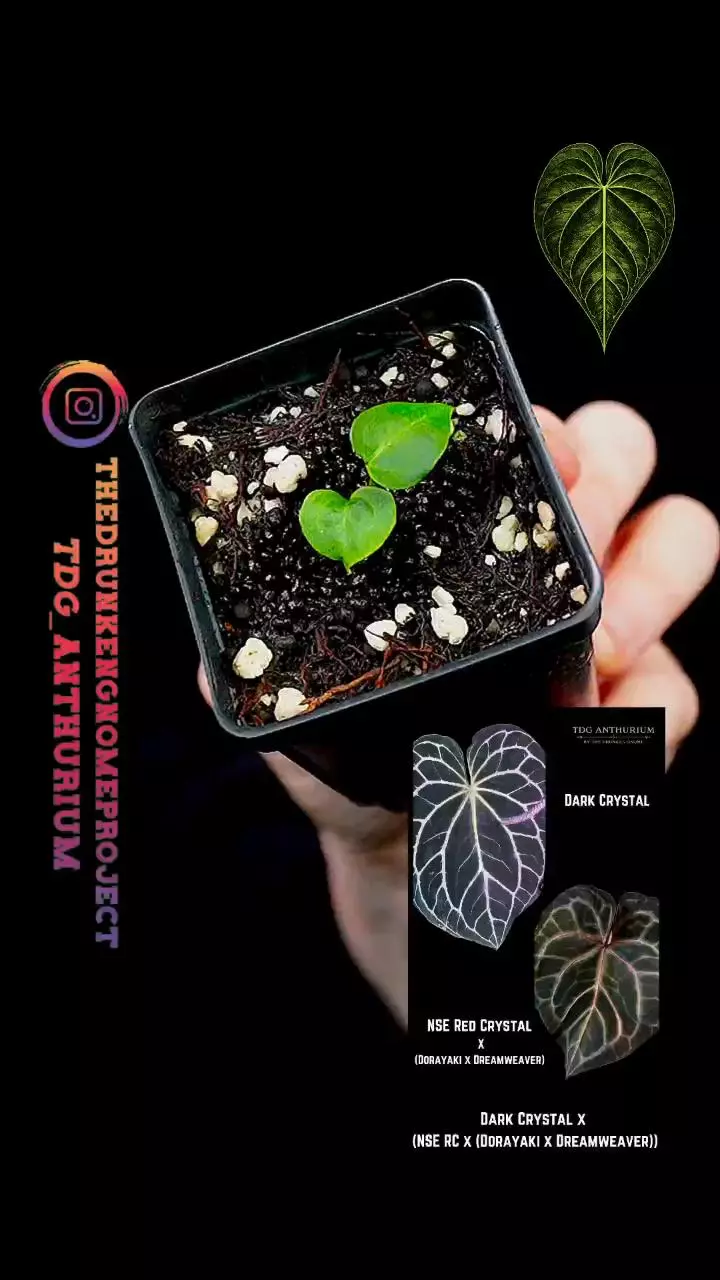 A619 GC Dark Crystal x [NSE Red Crystal x (Dorayaki x Dreamweaver)] Anthurium thumbnail