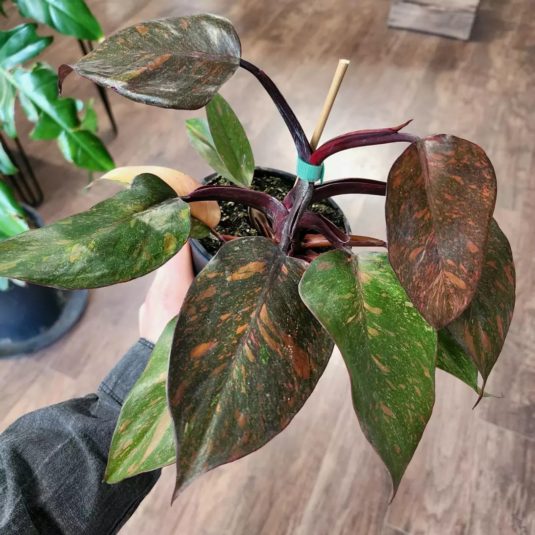 Philodendron Orange Princess thumbnail