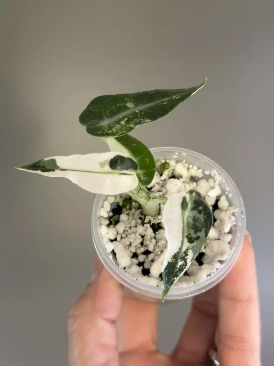 561 Alocasia Green/Albo Bambino thumbnail