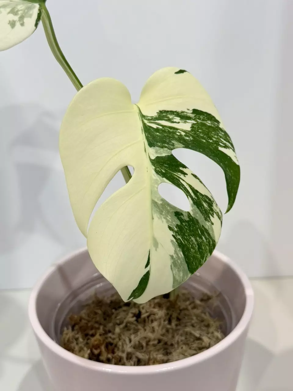 Monstera Albo High Variegated thumbnail