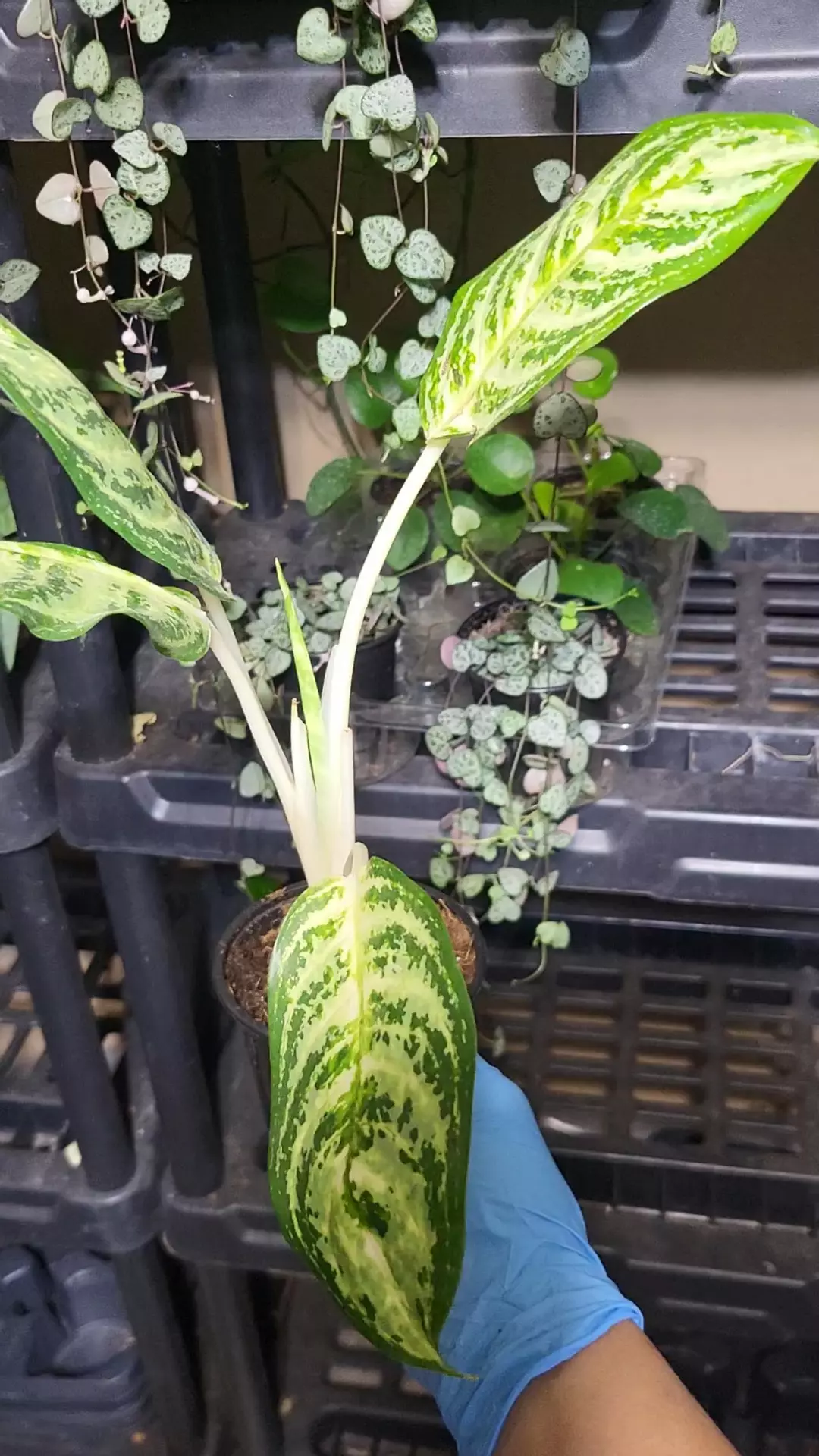 Aglaonema commutatum 4" thumbnail