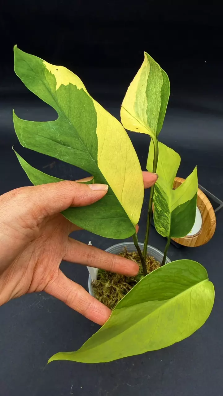 Epipremnum Pinnatum Aurea Clone thumbnail