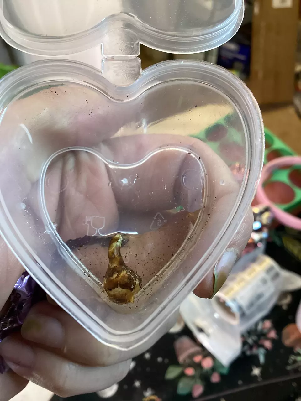 Variegated Tigrina Corm thumbnail