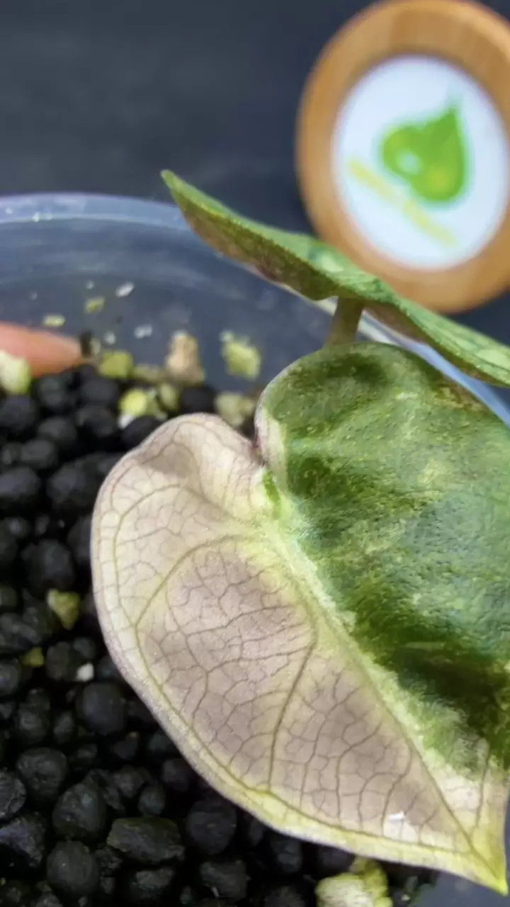 Alocasia Balloon Heart Pink thumbnail