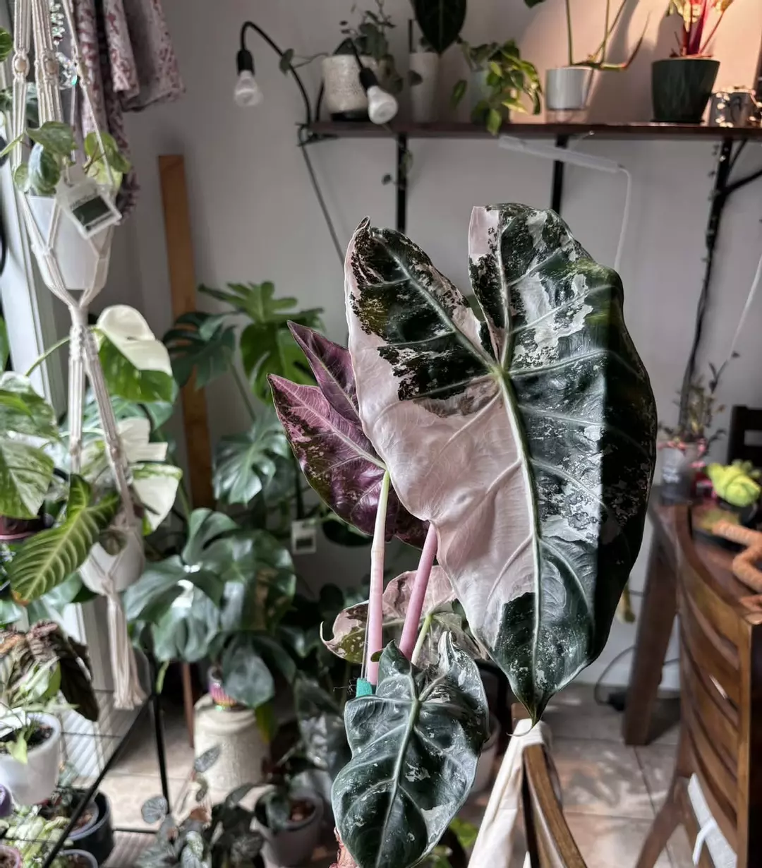 CORM pink dragon Albo thumbnail