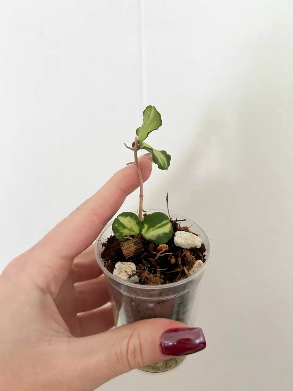 Hoya Kanyakumariana Variegated thumbnail