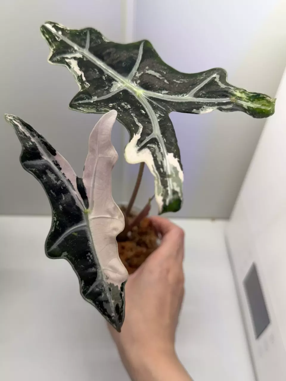 Alocasia Pink Nobilis K thumbnail