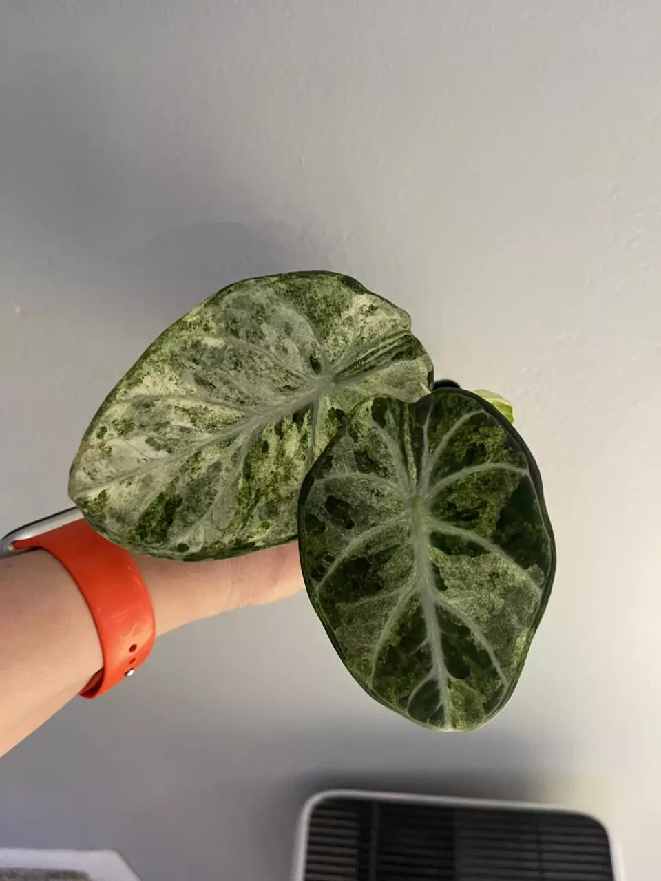 Alocasia Black Velvet Ninja Tricolor thumbnail