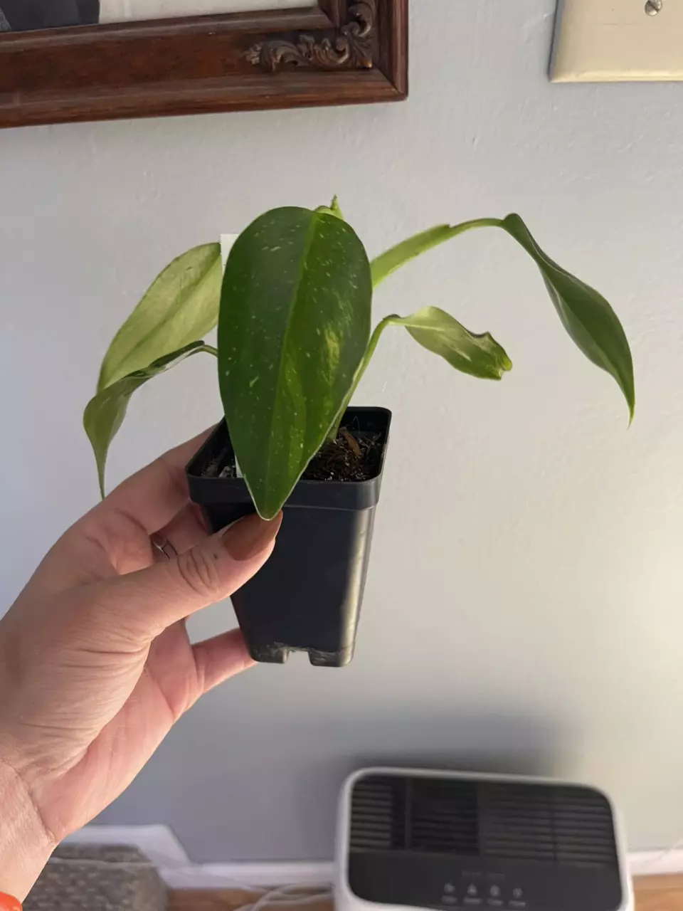 Philodendron White Wizard thumbnail