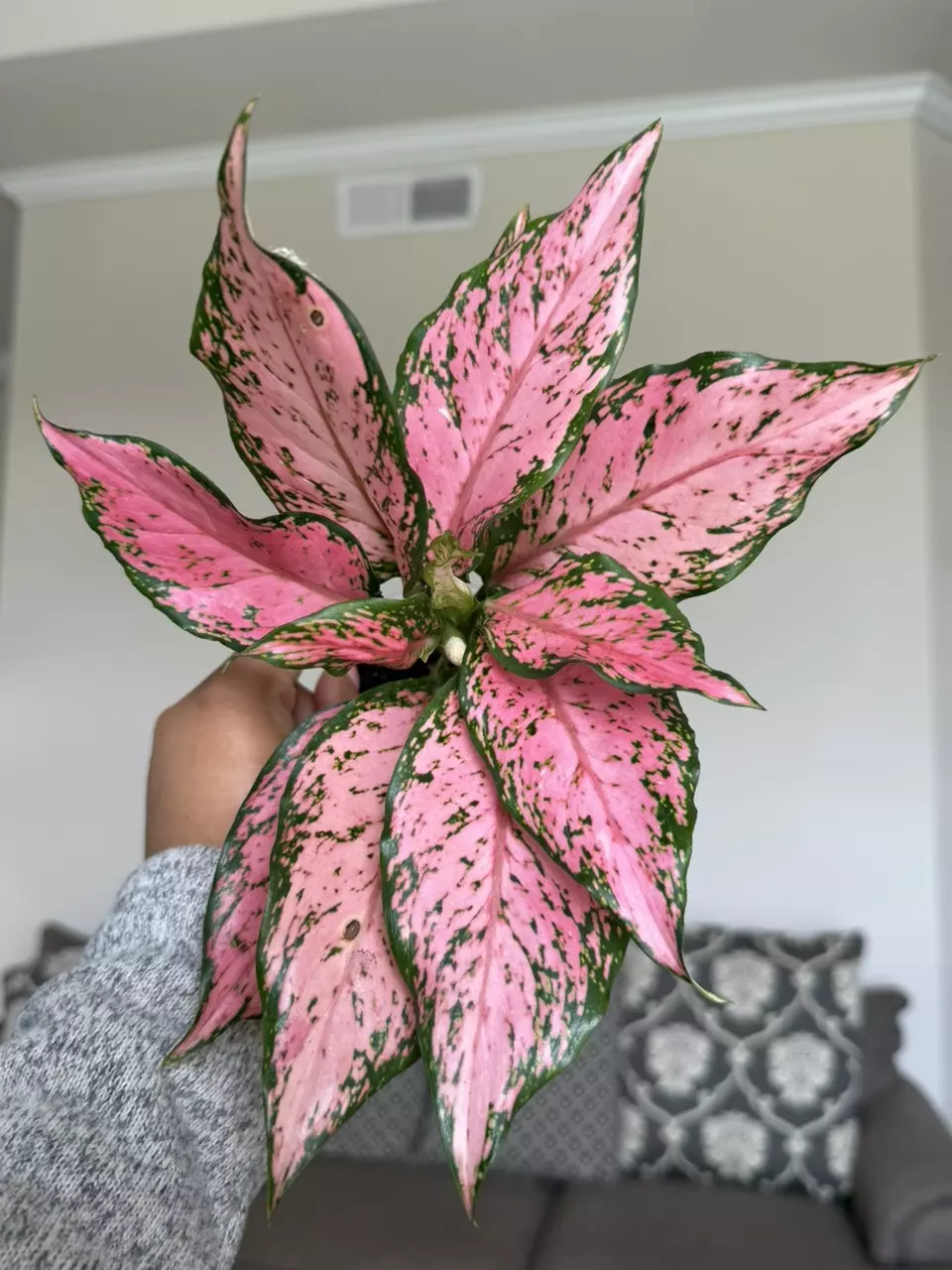 Aglaonema Pink Maroon thumbnail