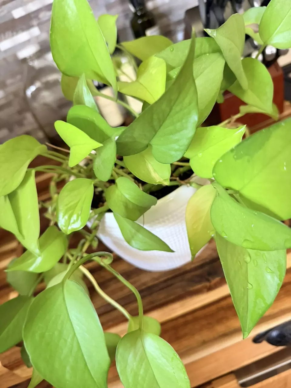 Neon Pothos 6” Full Pot thumbnail