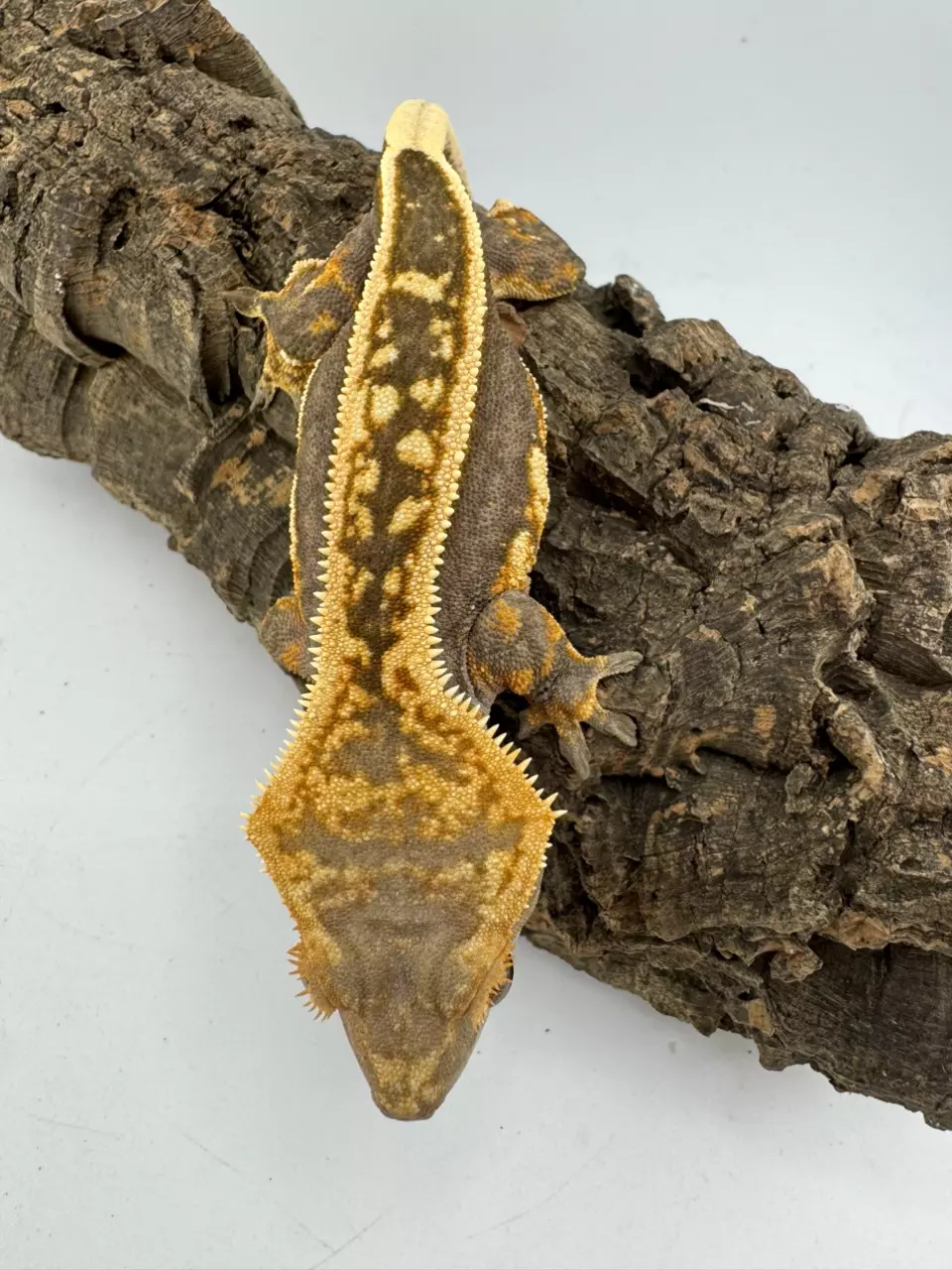 Breezy 38g female Super Empty Back Soft Scale thumbnail