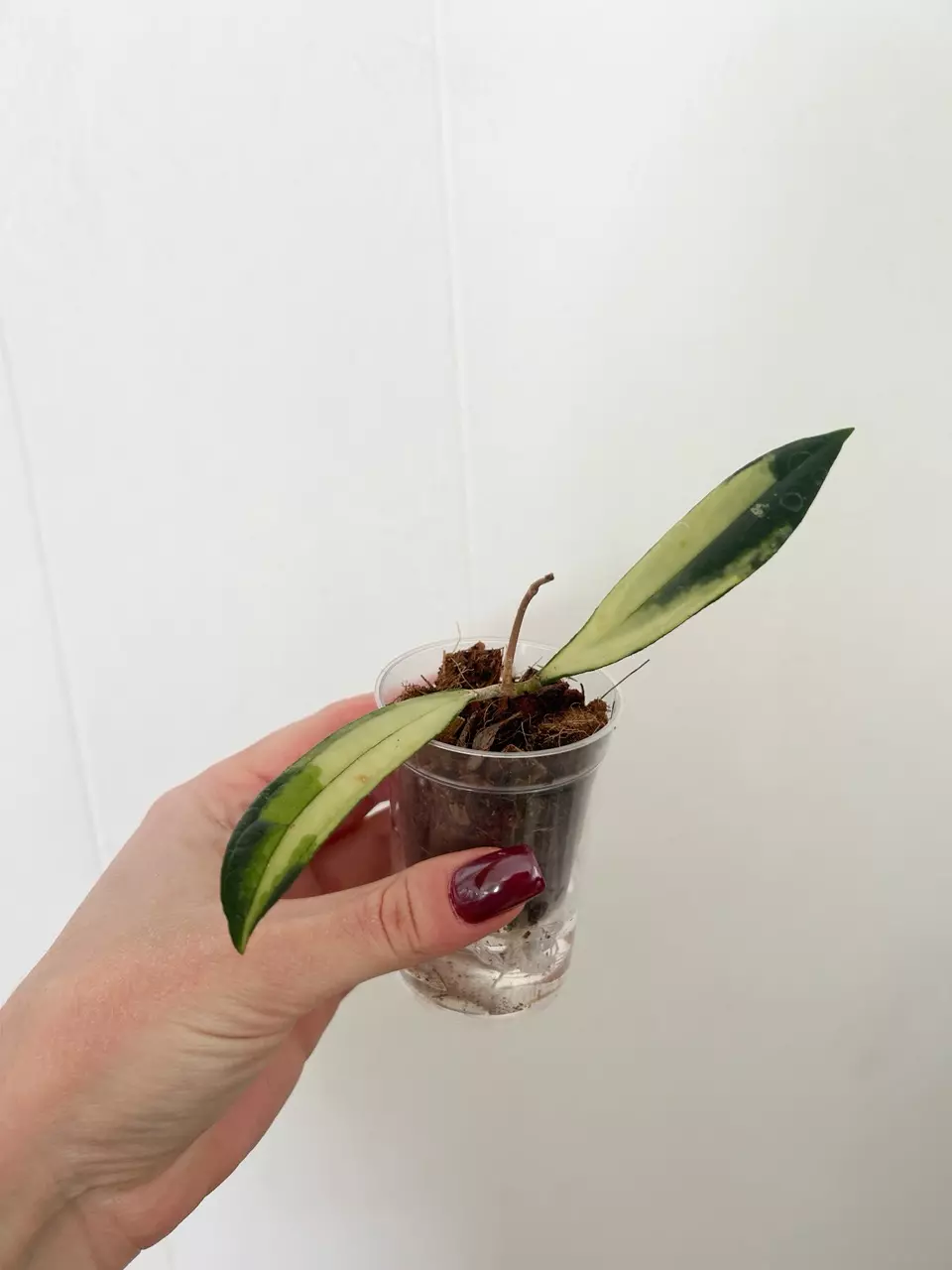 Hoya Rigidifolia Variegated thumbnail