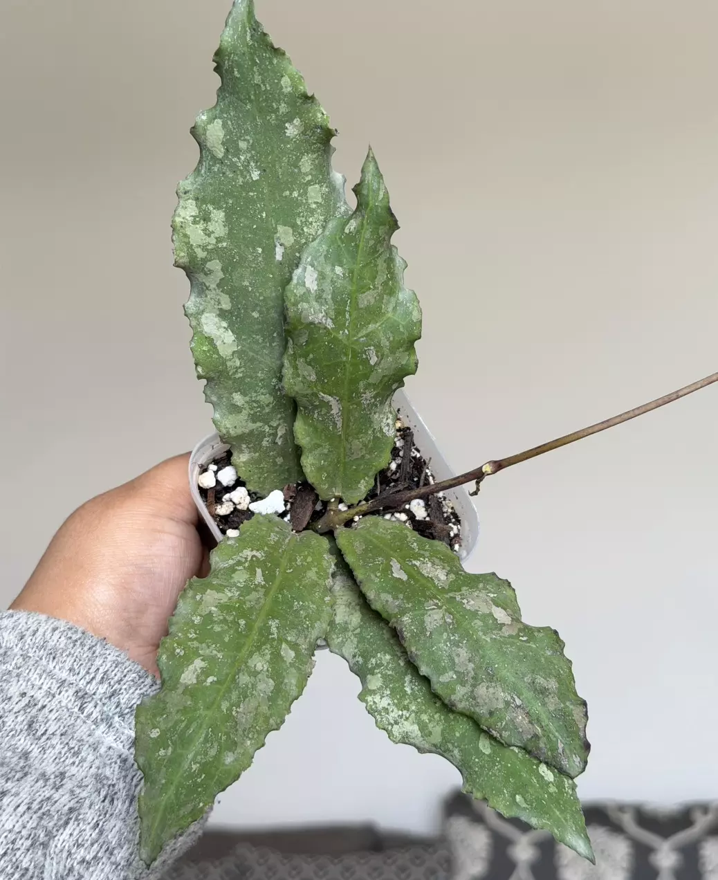 3” Hoya Undulata thumbnail