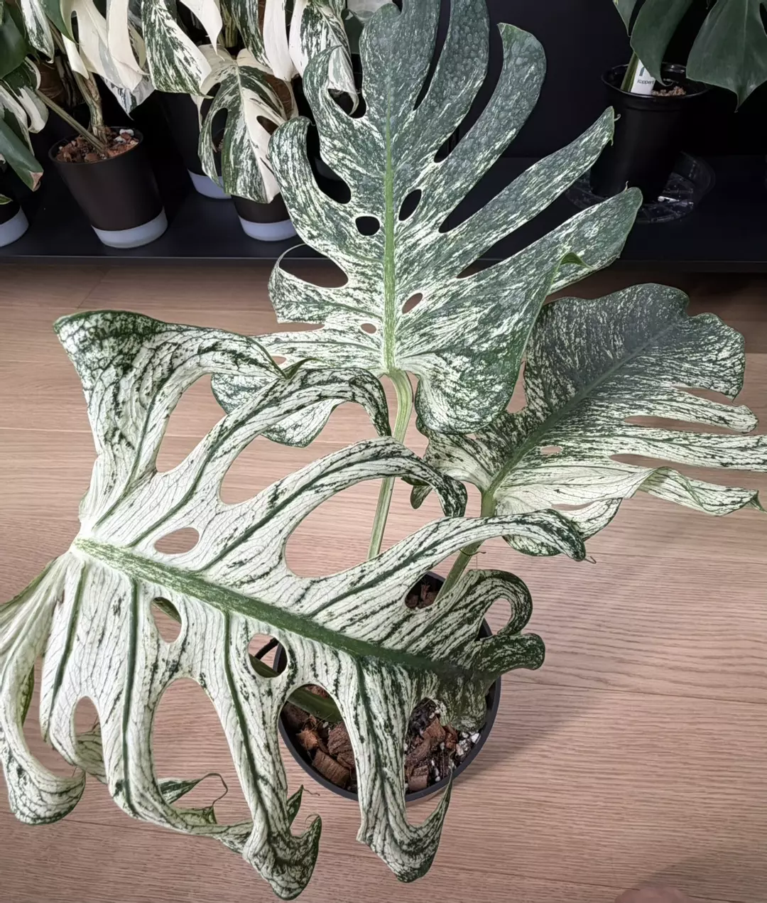 Monstera Devil Monster Large 3 Leafs thumbnail