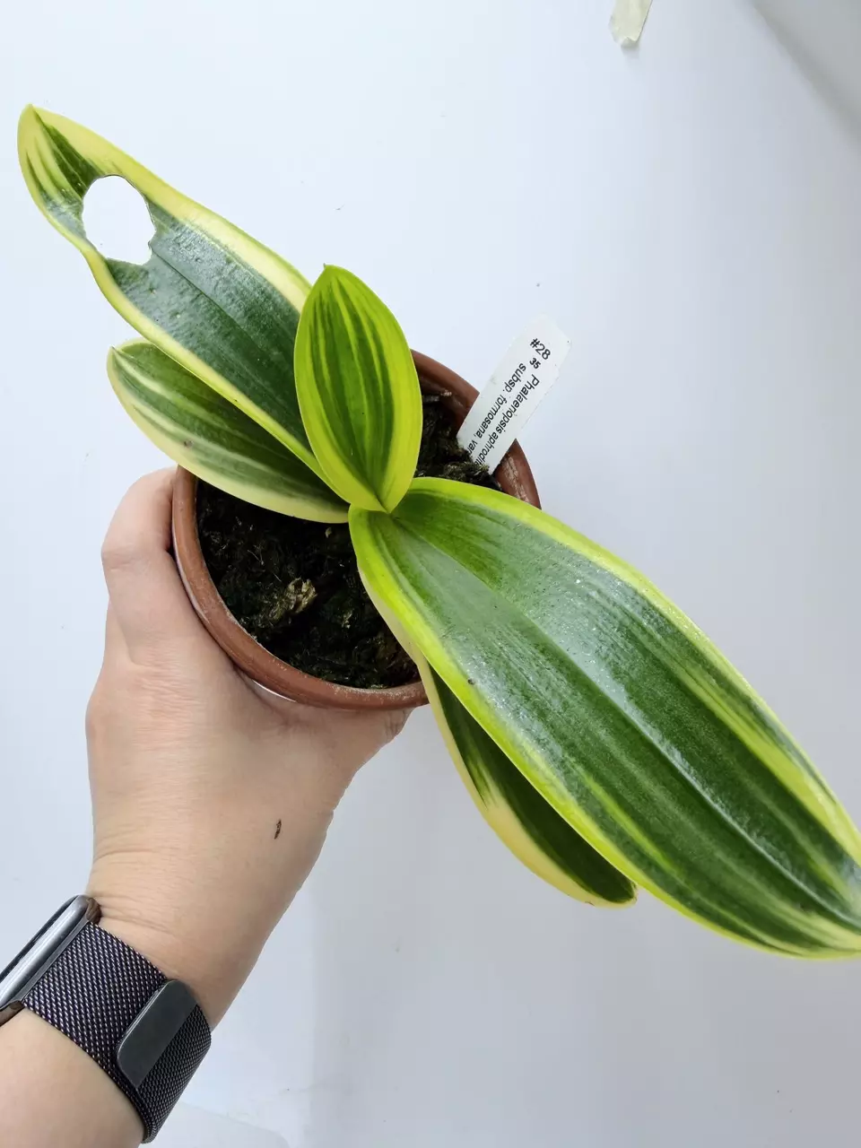 Phalaenopsis aphrodite subsp. formosana, variegated thumbnail