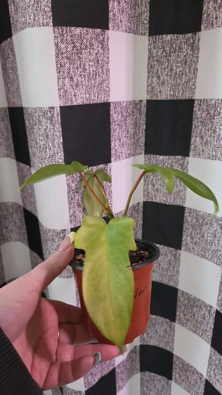 Florida Ghost mint revert thumbnail