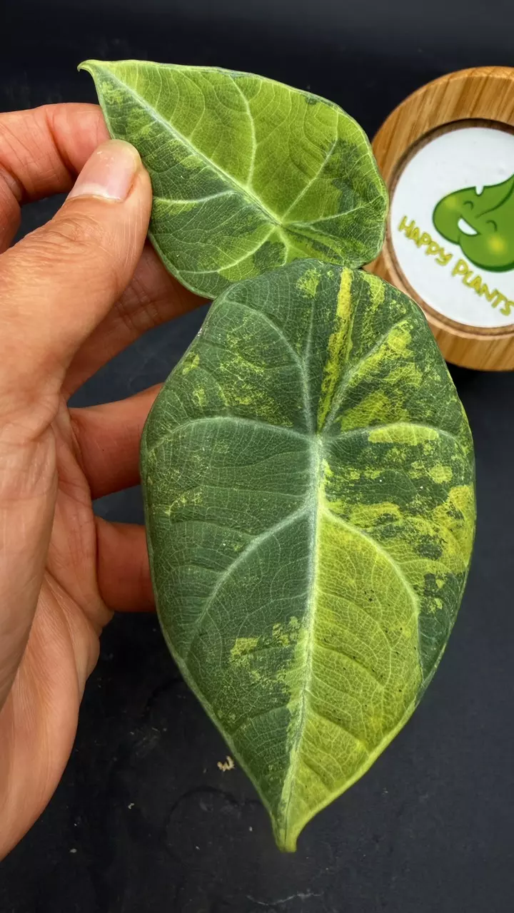 Alocasia Maharani Lemon Lime thumbnail
