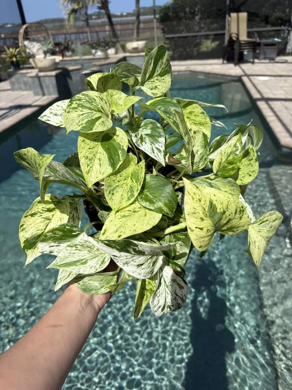 Marble Queen Pothos in 8” HB thumbnail