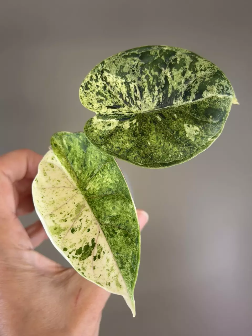 570 Dragon Scale Mint thumbnail