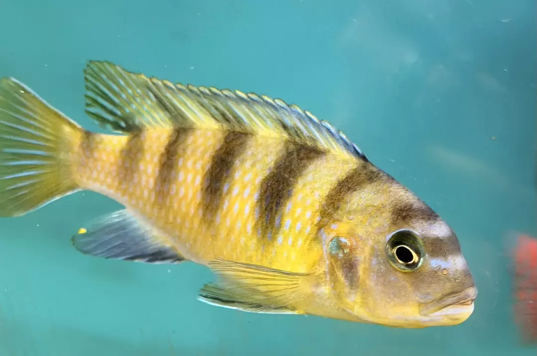 Metriaclima lombradoi (males & females thumbnail